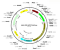 AAV-CMV-GFP-T2A-fLuc (Serotype 9)