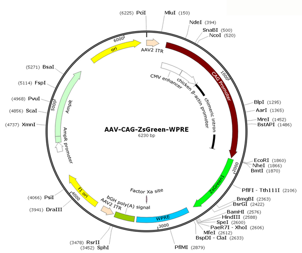 AAV-CAG-ZsGreen (AAV Serotype 5)