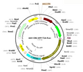 AAV-CBh-GFP-T2A-fLuc (Serotype 9)