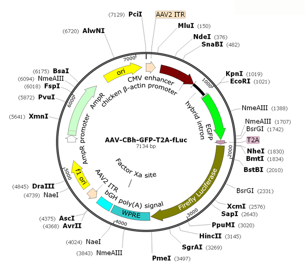 AAV-CBh-GFP-T2A-fLuc (Serotype 9)