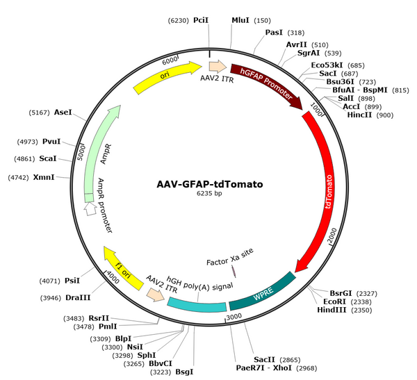 AAV-GFAP-tdTomato (AAV Serotype 9)