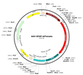 AAV-GFAP-tdTomato (AAV Serotype 5)
