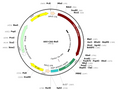 AAV-CAG-NULL (AAV Serotype rh74)