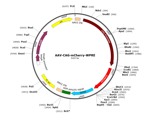 AAV-CAG-mCherry (AAV Serotype 9)