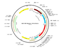 AAV-CMV-nanoLuc-T2A-mCherry (Serotype 8)