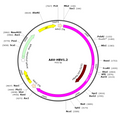 AAV-HBV1.2 (AAV Serotype 8)