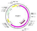 AAV-HBV1.3 (AAV Serotype 8)
