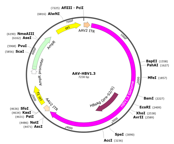 AAV-HBV1.3 (AAV Serotype 8)
