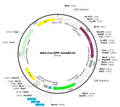 AAV-Cre-GFP (AAV Serotype BI30)