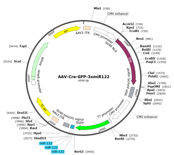 AAV-Cre-GFP (AAV Serotype BI30)