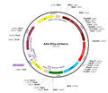 AAV-EF1a-mCherry (AAV Serotype 5)