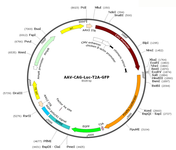 AAV-CAG-Luc-T2A-GFP (Serotype BI30)