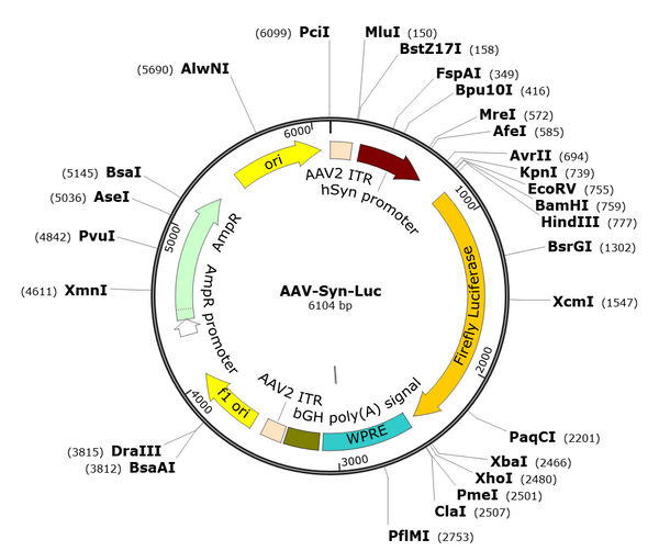 AAV-Syn-Luc (AAV Serotype 1)