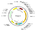 AAV-Syn-Luc (AAV Serotype 5)
