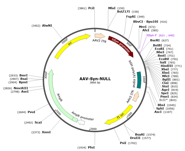 AAV-Syn-NULL (AAV Serotype 1)
