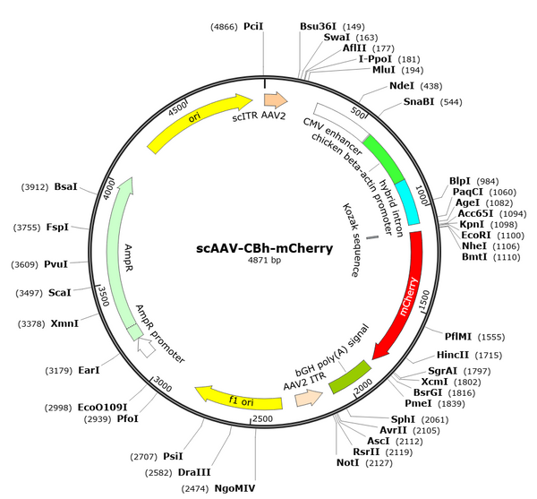 scAAV-CBh-mCherry (AAV Serotype 9)