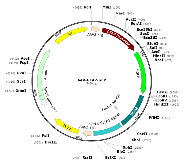 AAV-GFAP-GFP (Serotype PHP.eB)