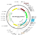 AAV-CMV-GFP-3xmiR122 (Serotype BI30)