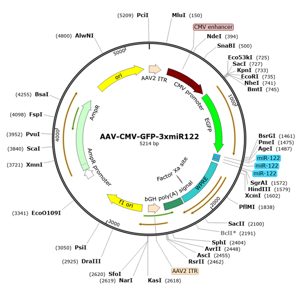 AAV-CMV-GFP-3xmiR122 (Serotype BI30)
