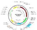 AAV-CAG-GFP-3xmiR122 (Serotype BI30)
