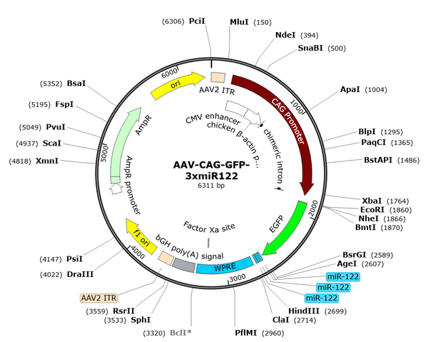 AAV-CAG-GFP-3xmiR122 (Serotype BI30)