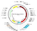 AAV-CAG-mCherry-3xmiR122 (Serotype BI30)