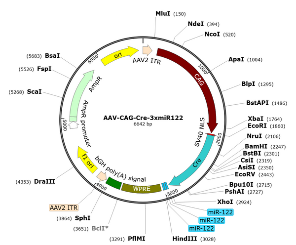 AAV-CAG-Cre-3xmiR122 (Serotype BI30)