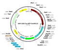 AAV-CAG-Cre-GFP-3xmiR122 (Serotype BI30)