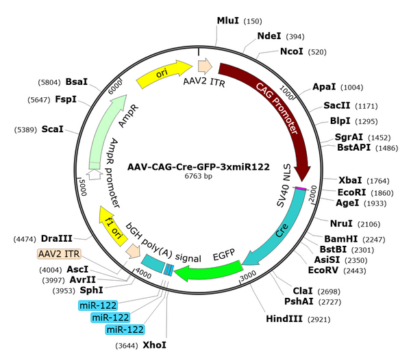AAV-CAG-Cre-GFP-3xmiR122 (Serotype BI30)