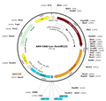 AAV-CAG-Luc-3xmiR122 (Serotype BI30)