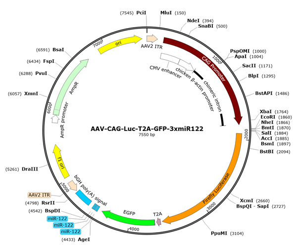 AAV-CAG-Luc-T2A-GFP-3xmiR122 (Serotype BI30)