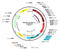 AAV-EF1a-mCherry-3xmiR122 (Serotype BI30)