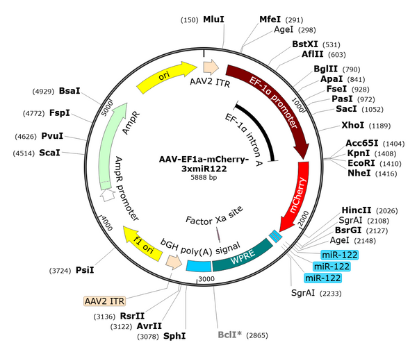 AAV-EF1a-mCherry-3xmiR122 (Serotype BI30)