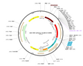 AAV-CMV-mCherry-3xmiR122 (Serotype BI30)