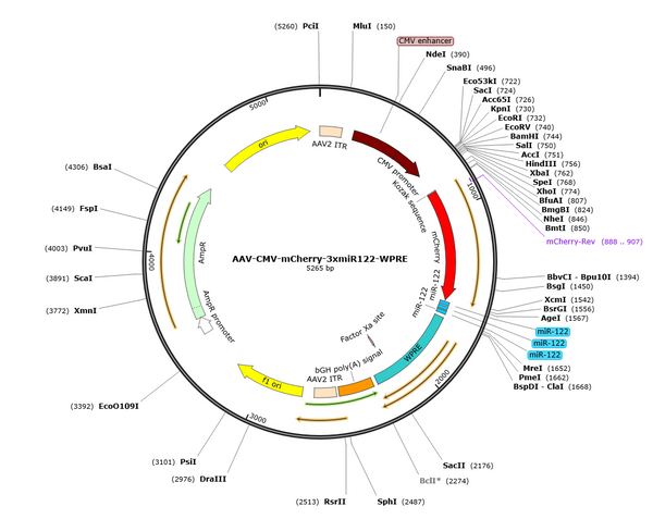 AAV-CMV-mCherry-3xmiR122 (Serotype BI30)