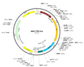 AAV-TTR-Cre (AAV Serotype 8)