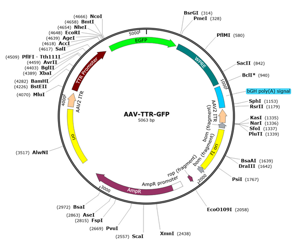 AAV-TTR-GFP (AAV Serotype 8)