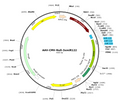 AAV-NULL-3xmiR122 (AAV Serotype BI30)