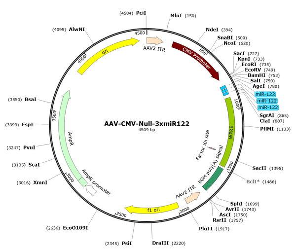 AAV-NULL-3xmiR122 (AAV Serotype BI30)