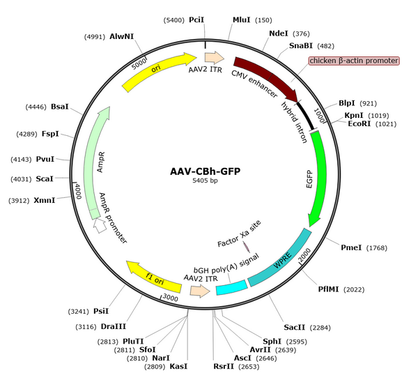 AAV-CBh-GFP (AAV Serotype 9)