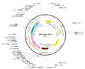 AAV-Syn-iCre (Serotype PHP.eB)