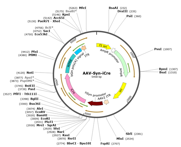 AAV-Syn-iCre (Serotype PHP.eB)