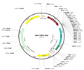 AAV-NULL (AAV Serotype BI30)