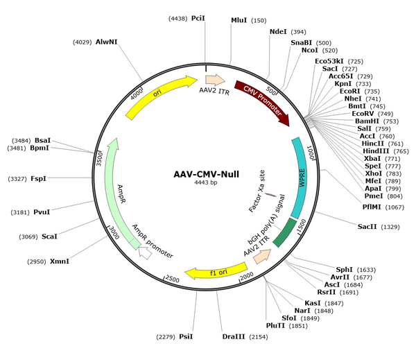 AAV-NULL (AAV Serotype Myo4E)