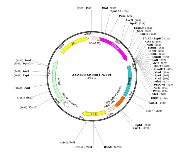 AAV-GFAP-NULL (AAV Serotype 5)
