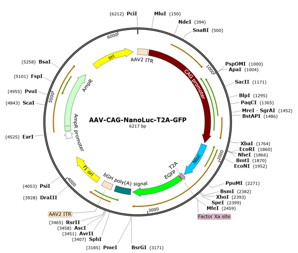 AAV-CAG-nanoLuc-T2A-GFP (Serotype 5)