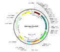 AAV-Syn-Cre-GFP (Serotype PHP.eB)