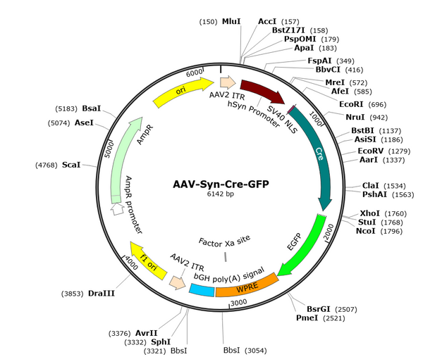AAV-Syn-Cre-GFP (Serotype PHP.eB)