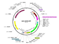 AAV-AVXS-GFP (AAV Serotype 9)