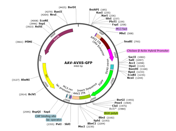AAV-AVXS-GFP (AAV Serotype 9)